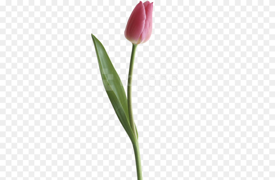 Tulip Images Background Images Portable Network Graphics, Flower, Plant, Petal Free Png Download