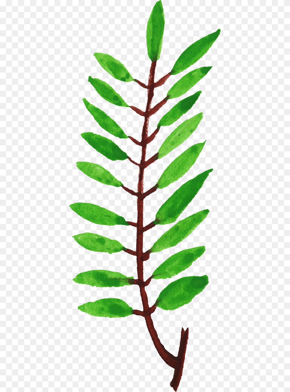 Free Download Twig, Herbal, Herbs, Leaf, Moss Png Image