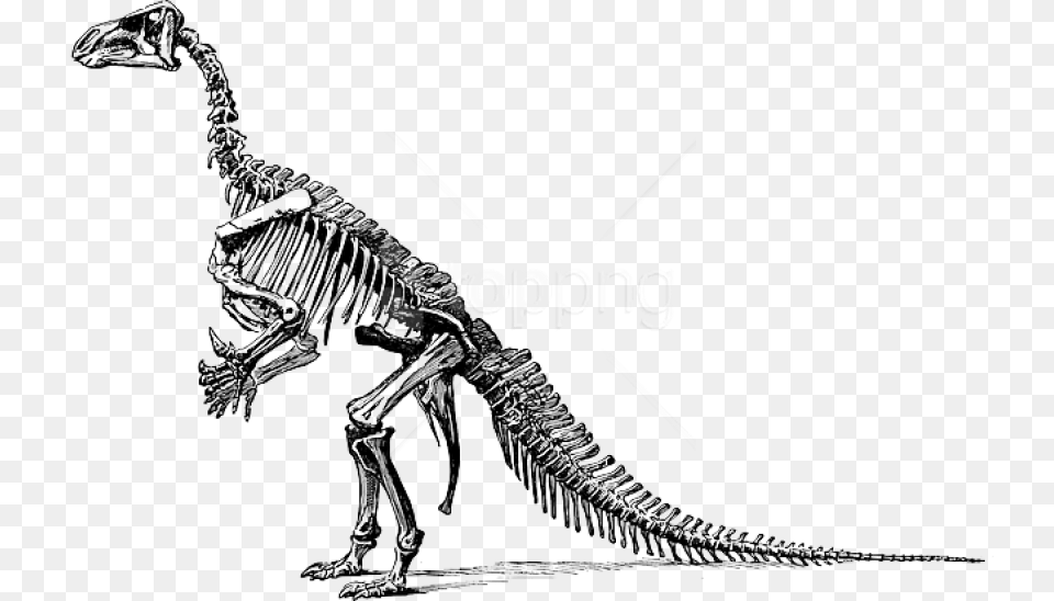 Free Download Tyrannosaurus Fossil Skeleton Clipart Of Dinosaur Bones, Animal, Reptile, T-rex Png Image