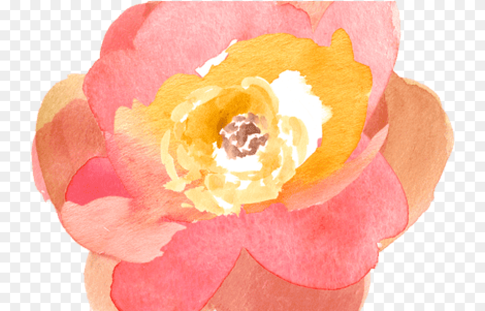Free Download Watercolor Orange Flowers Images Clip Art, Anemone, Flower, Petal, Plant Png