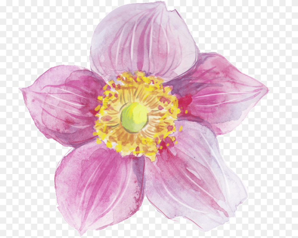 Watercolor Painting Background Flower, Anemone, Anther, Petal, Plant Free Png Download