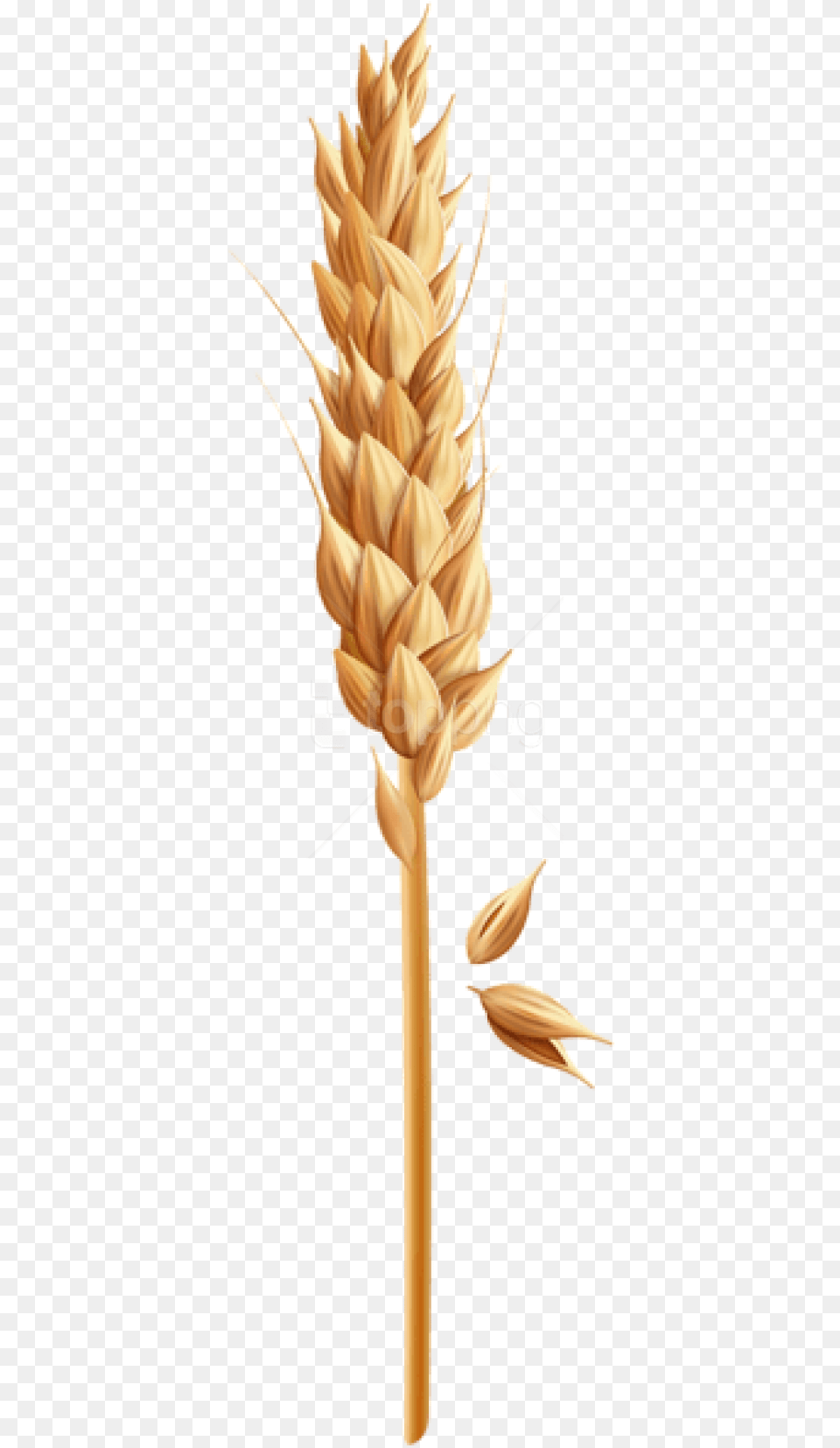 Free Download Wheat Grain Clipart Photo Grain Of Wheat Clipart, Food, Produce, Plant Png Image