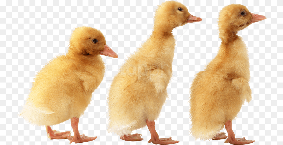 Duck Images Ducklings, Animal, Bird Free Transparent Png