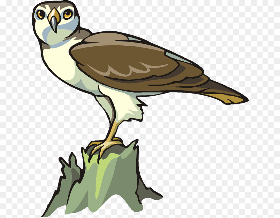 Eagle Clipart, Animal, Bird, Kite Bird, Hawk Free Transparent Png