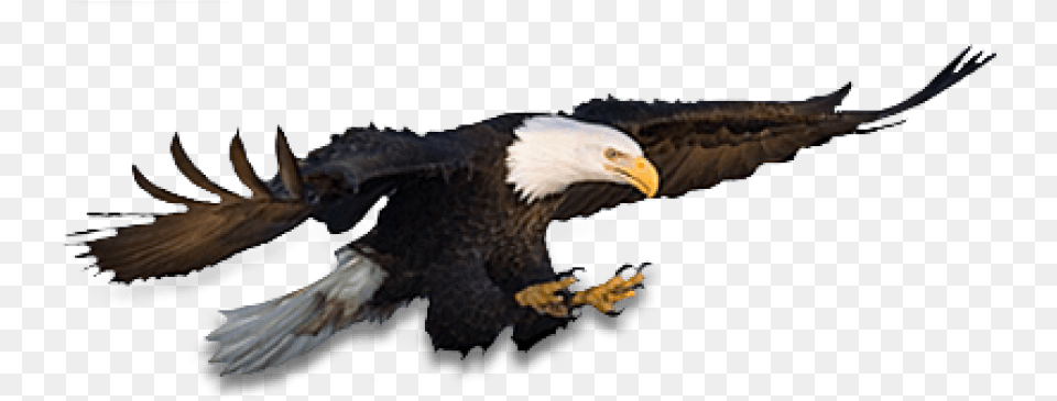 Eagle Eagle, Animal, Bird, Beak, Bald Eagle Free Transparent Png