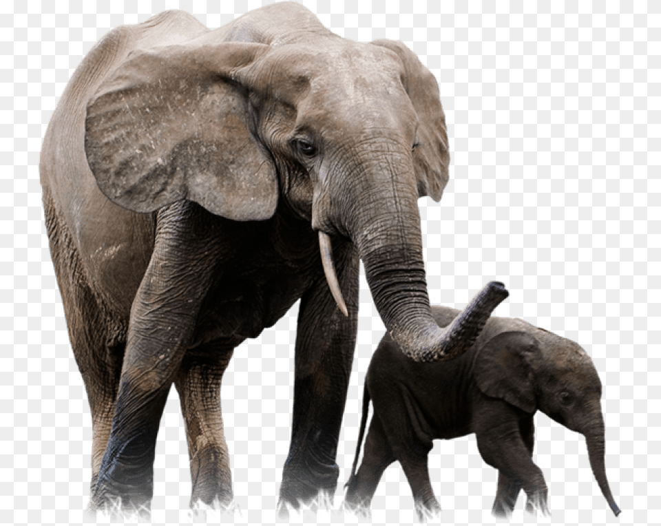 Elephant Transparent African Forest Elephant, Animal, Mammal, Wildlife Free Png Download