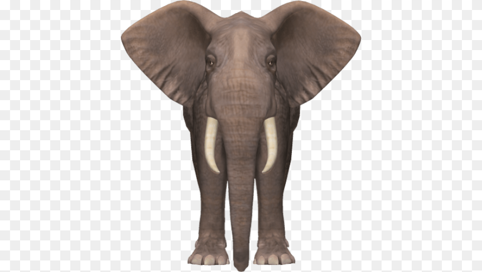 Elephant Elephant, Animal, Mammal, Wildlife Free Transparent Png