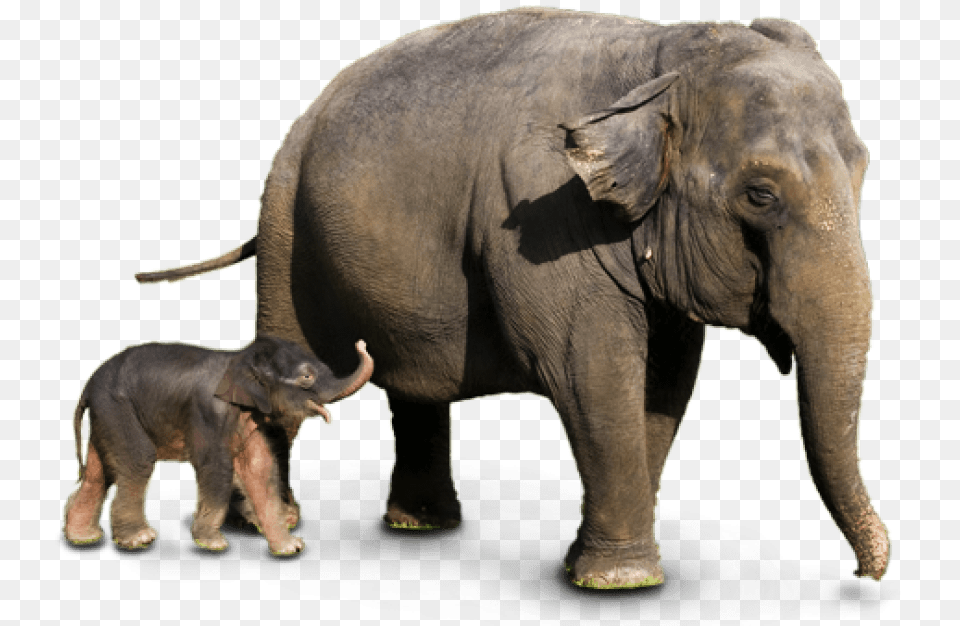 Free Elephant Transparent Wild Elephant, Animal, Mammal, Wildlife Png