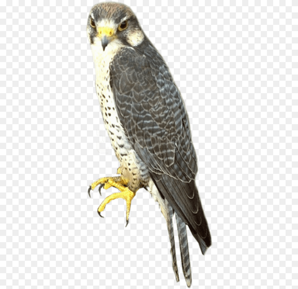 Free Falcon Images Transparent Sharp Shinned Hawk, Animal, Bird, Buzzard, Accipiter Png
