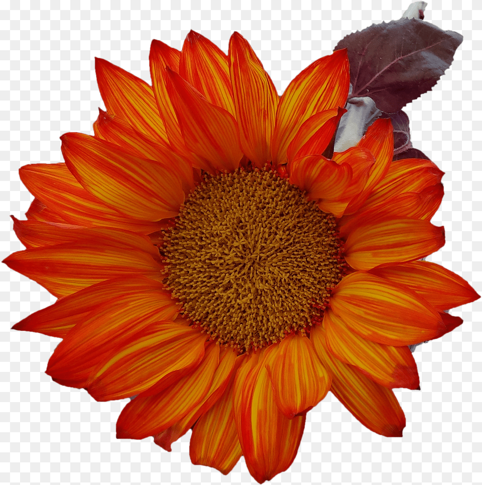 Fall Sunflower Thanksgiving Image Girassol Laranja, Logo, Text Free Png Download