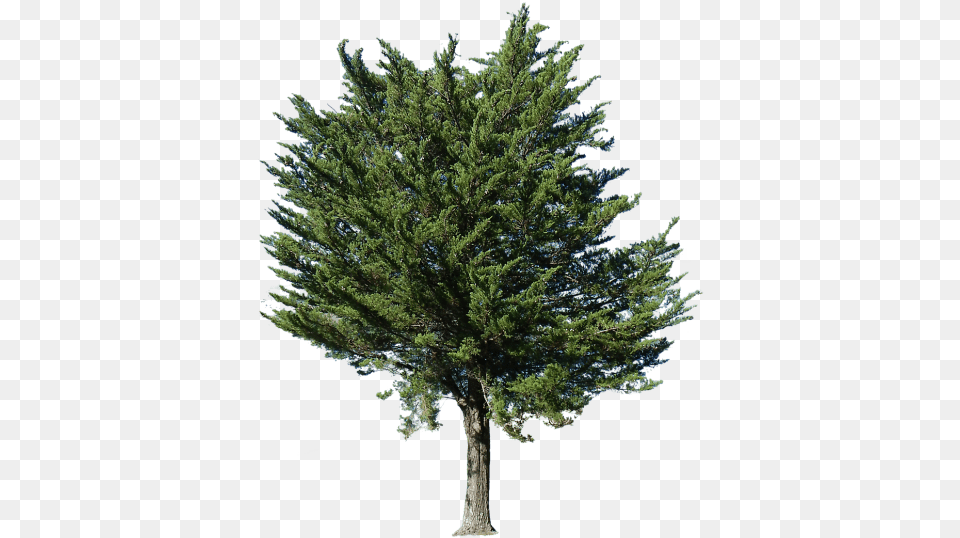 Fir Tree Images Transparent Tree Transparent, Conifer, Pine, Plant Free Png Download