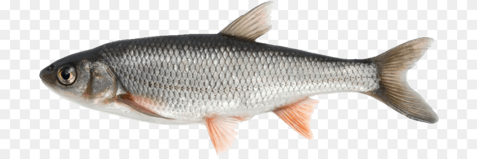 Fish Images Transparent Fish, Animal, Food, Mullet Fish, Sea Life Free Png