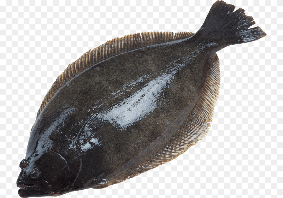 Fish Transparent Halibut, Animal, Sea Life Free Png