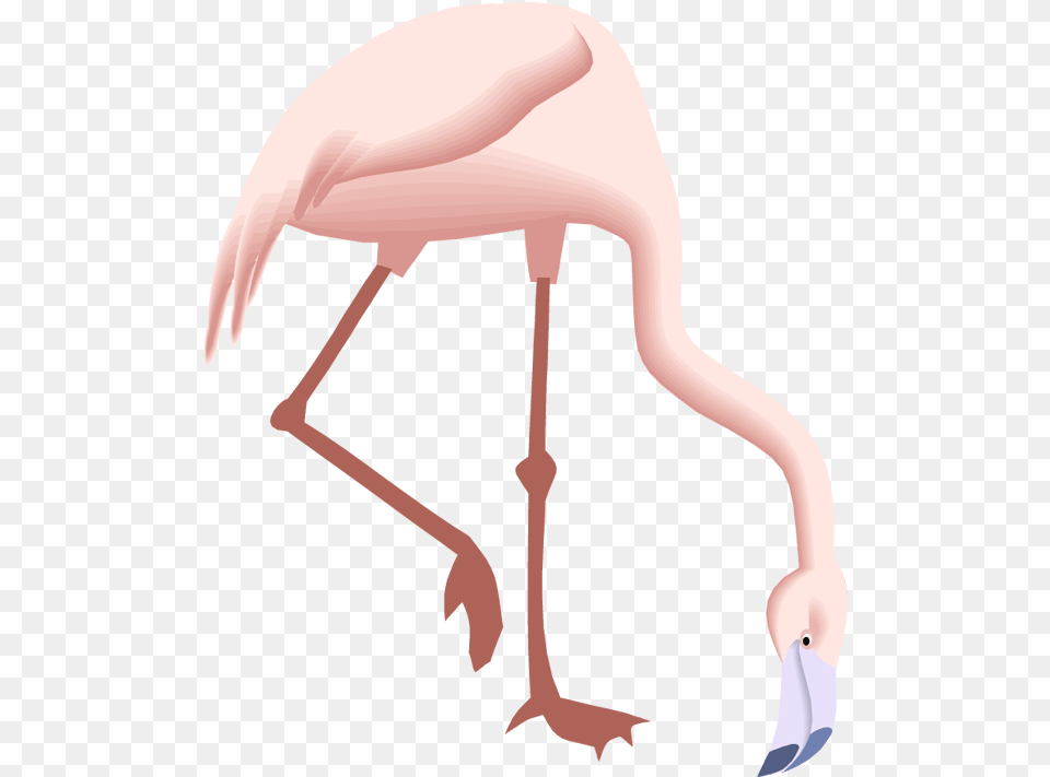 Free Flamingo Clipart Drawings Of Flamingos Looking Down, Animal, Bird, Adult, Female Png Image