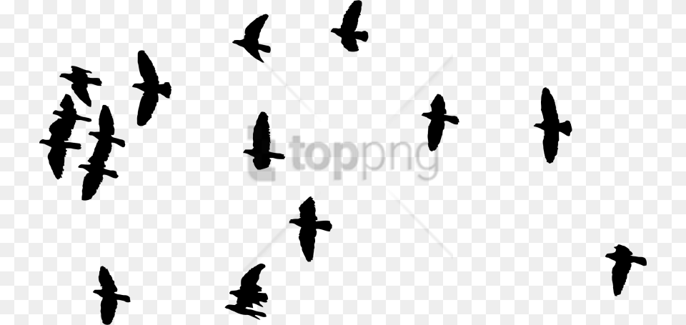 Flock Of Birds Silhouette Image With Editing Picsart Background, Animal, Bird, Flying, Stencil Free Transparent Png