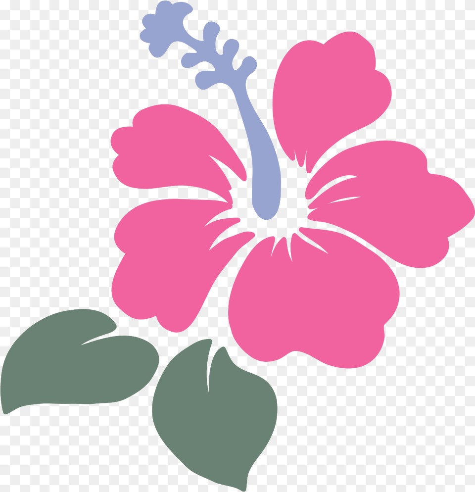 Free Flor De Hawaii With Shoeblackplant, Flower, Hibiscus, Plant, Person Png Image