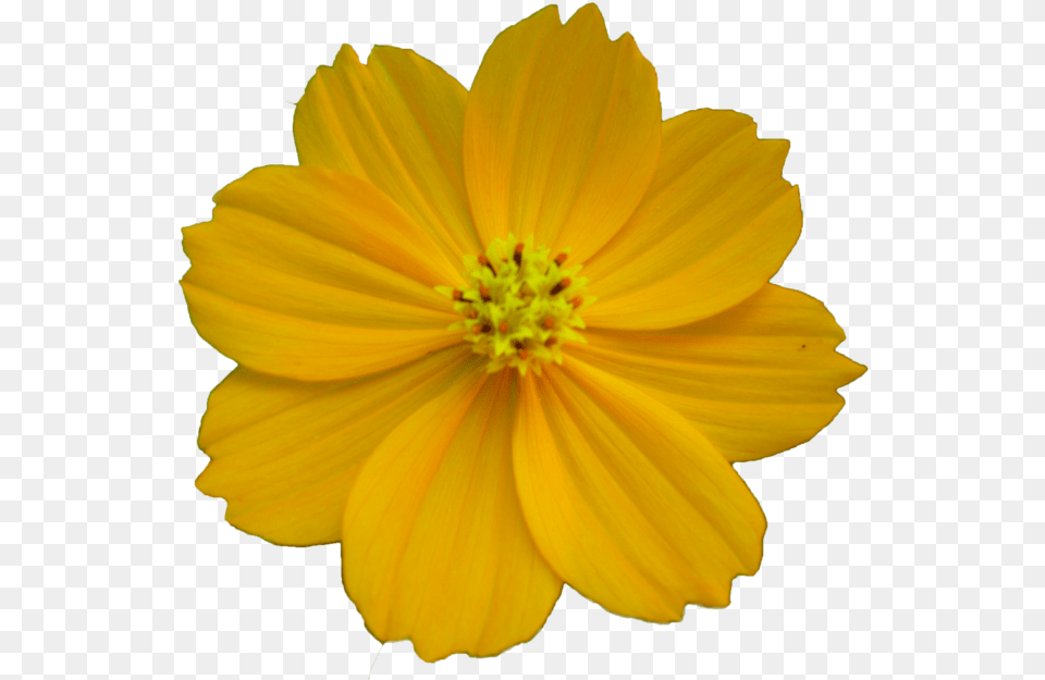 Flower Best Clipart Portable Network Graphics, Daisy, Petal, Plant, Pollen Free Transparent Png