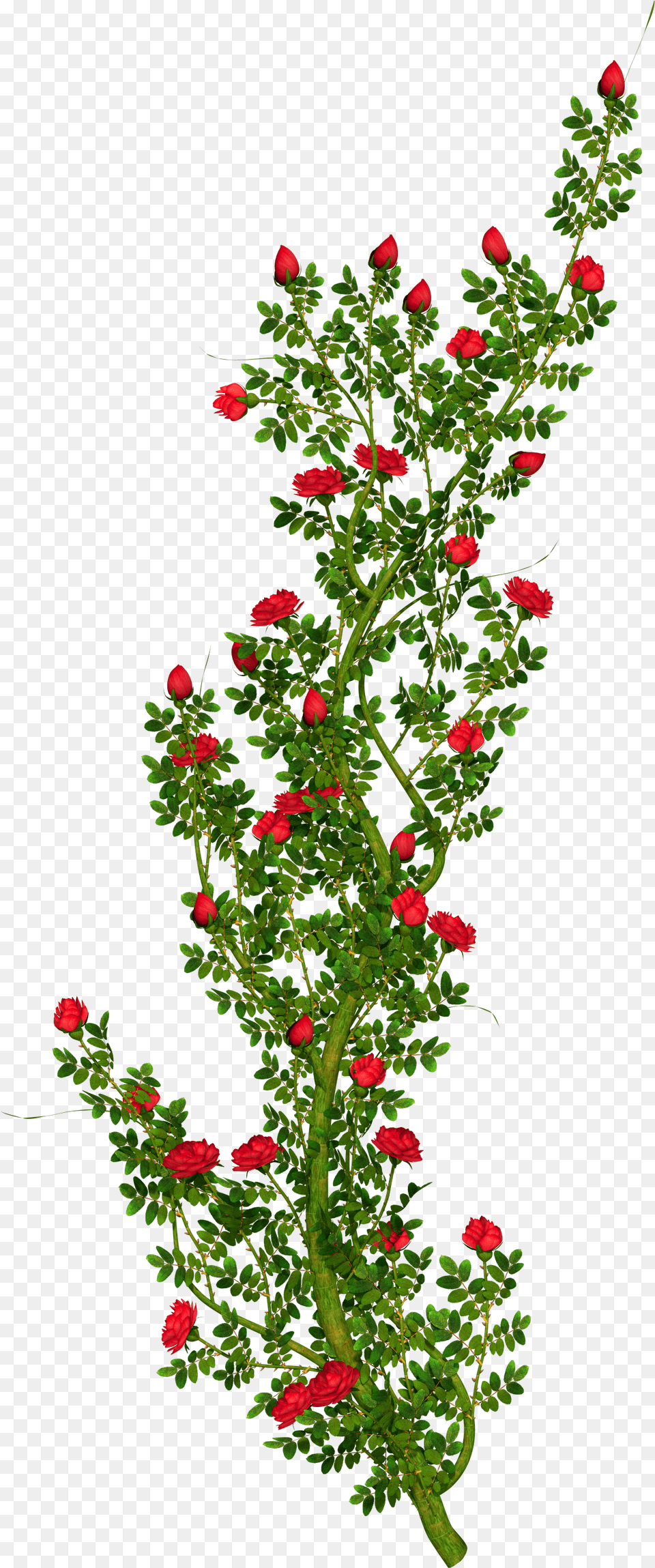 Flower Bush Download Rose Flower Tree Hd, Flower Arrangement, Geranium, Plant, Leaf Free Png