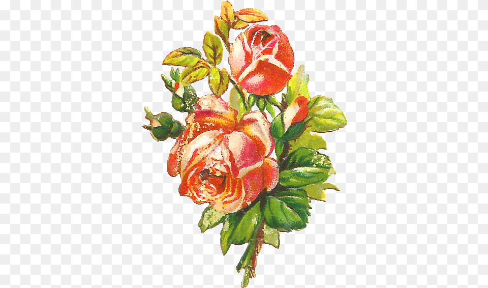Flower Clip Art Shabby Chic Flower Rose, Plant, Leaf, Flower Arrangement Free Png