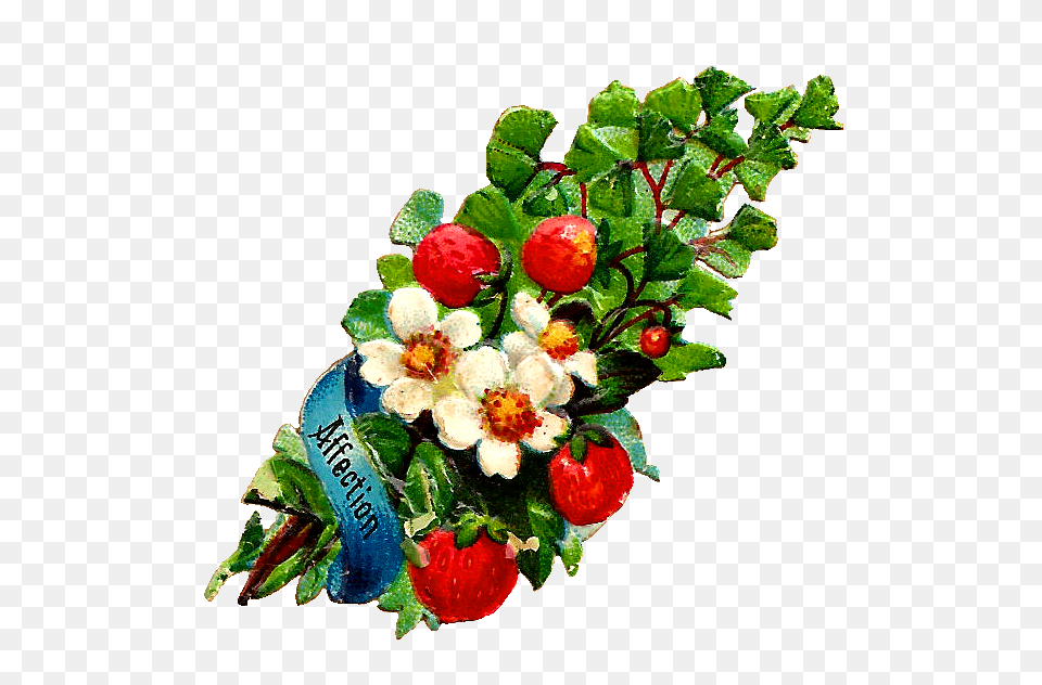 Flower Clip Art White, Flower Arrangement, Plant, Flower Bouquet, Berry Free Png Download