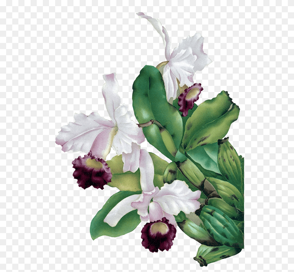 Free Flower Clipart Green Vintage Flowers, Plant, Orchid, Flower Arrangement Png Image