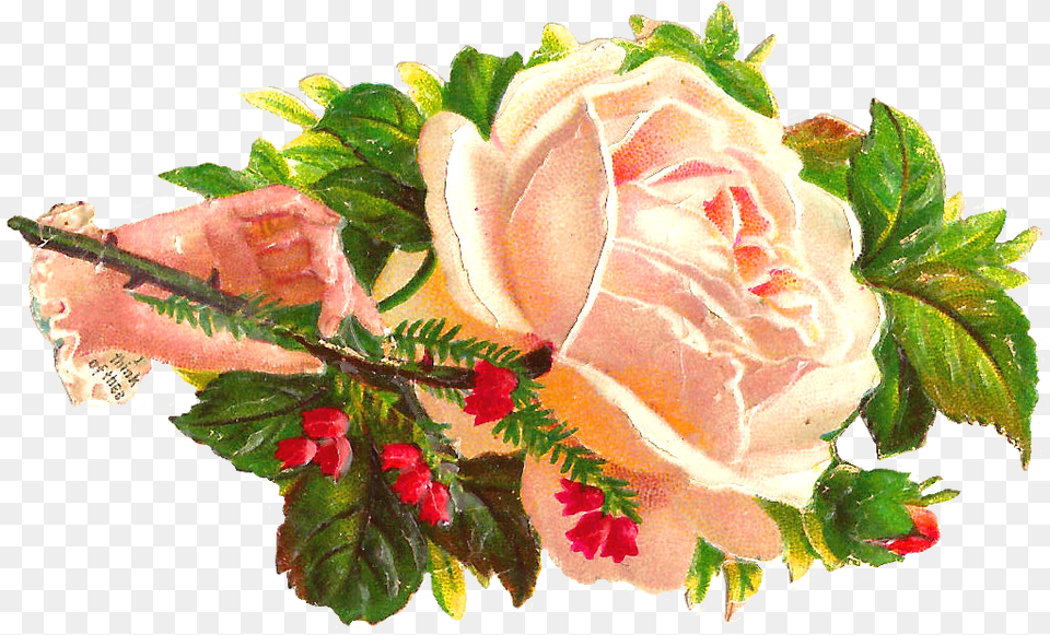 Free Flower Graphic Clip Art, Rose, Plant, Flower Arrangement, Flower Bouquet Png
