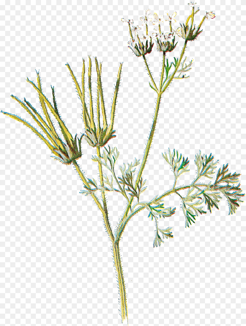 Flower Graphic Wildflower Drawing Colored Wildflower Sketch, Apiaceae, Herbal, Herbs, Plant Free Transparent Png