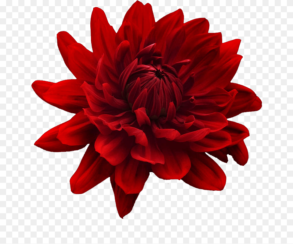 Free Flower Tumblr Red Flower Transparent Background Red Flower White Background, Dahlia, Plant Png