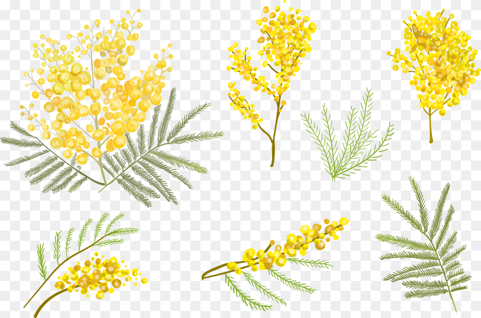 Flower Vector Clipart Banner Black And White Flower Watercolor Yellow Flower Background, Plant, Leaf, Mimosa Free Transparent Png