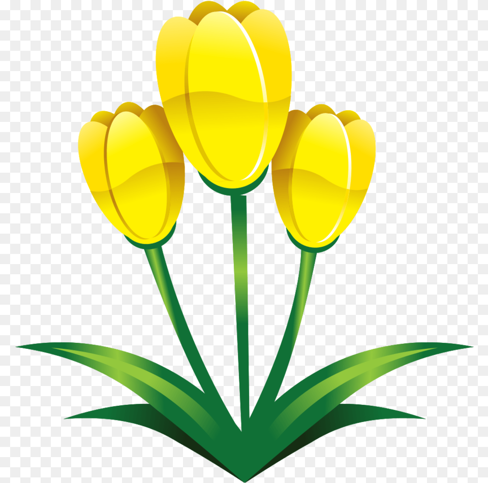 Free Flower Yellow With Transparent Background Vector, Plant, Tulip Png