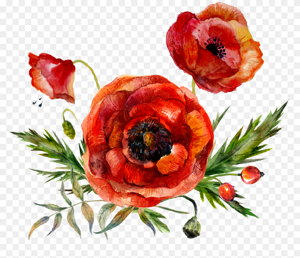 Flowers Konfest Flowers Watercolor Red, Flower, Plant, Rose, Flower Arrangement Free Png Download