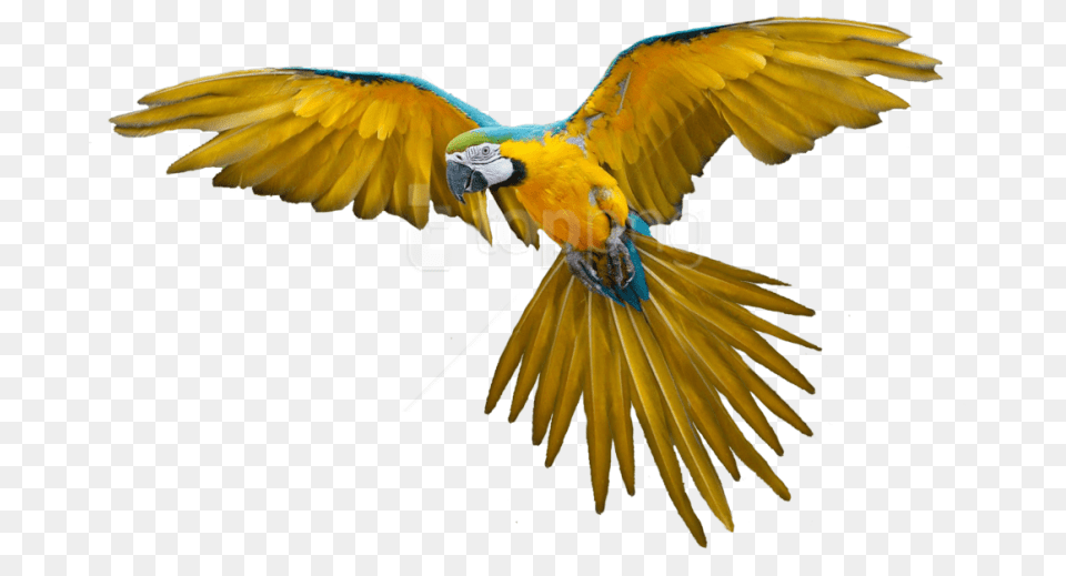 Free Flying Bird Gif Transparent Flying Parrot, Animal, Macaw Png