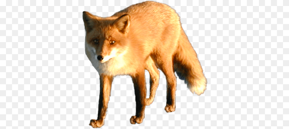 Fox Transparent Red Fox, Animal, Canine, Dog, Mammal Free Png Download