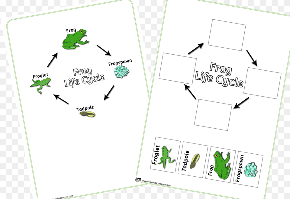 Frog Life Cycle Cut And Stick Poster Early Years, Animal, Dinosaur, Reptile Free Transparent Png