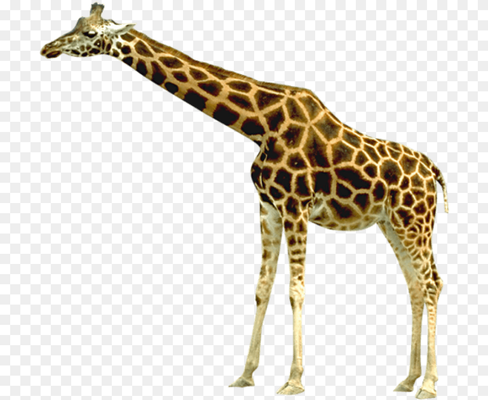 Giraffe Images Transparent Giraffe Transparent Background, Animal, Mammal, Wildlife Free Png