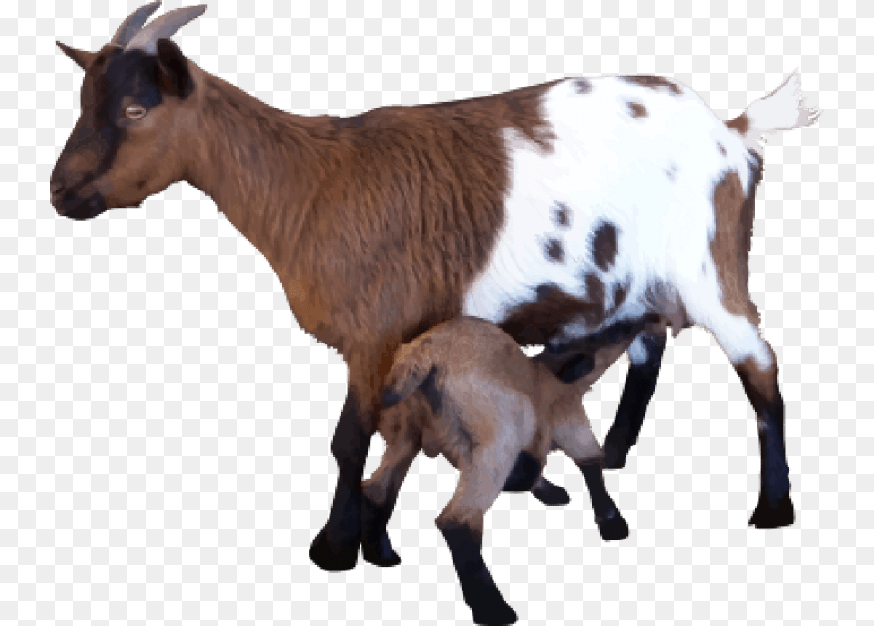 Goat Transparent Goats, Livestock, Animal, Mammal, Kangaroo Free Png