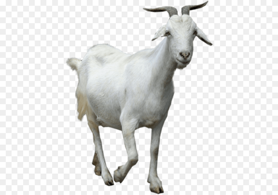 Goat Young Thug Goat Meme, Livestock, Animal, Mammal, Sheep Free Transparent Png