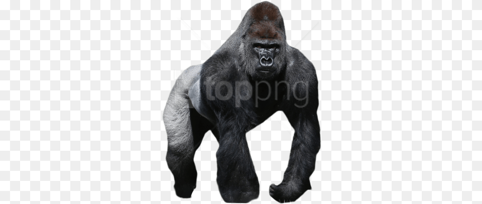 Gorilla Images Transparent Gorilla, Animal, Ape, Mammal, Wildlife Free Png