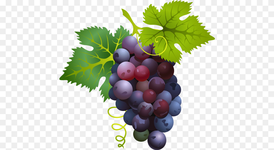 Free Grape Vine Download Clip Grape Clipart, Food, Fruit, Grapes, Plant Png Image