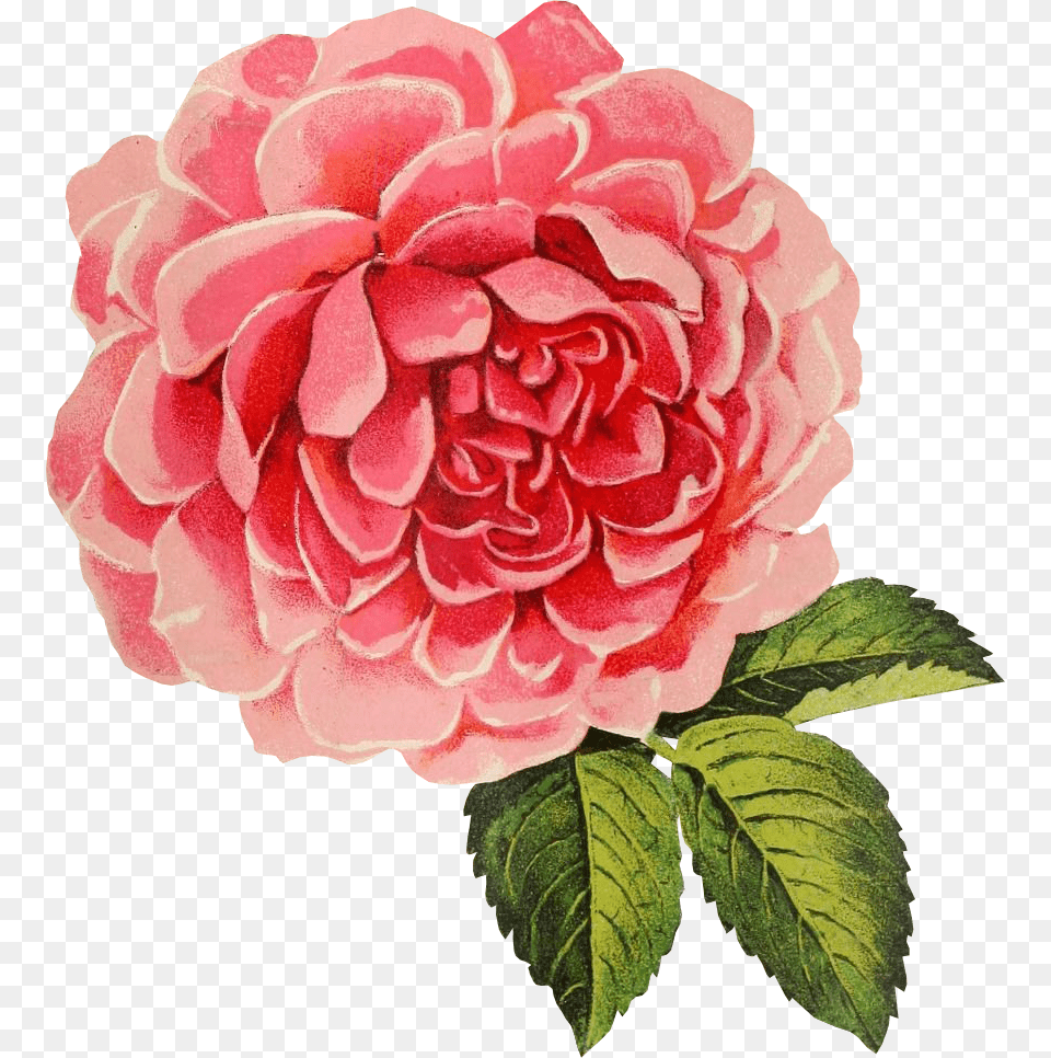 Graphic Friday Vintage Cabbage Rose With Vintage Cabbage Roses, Dahlia, Flower, Petal, Plant Free Transparent Png