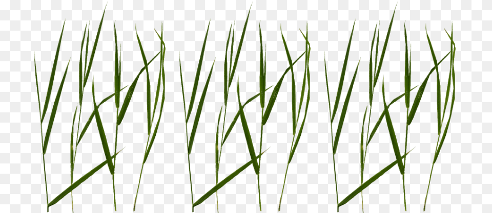 Free Grass Blade Texture Background Blade Of Grass, Plant, Food, Produce Png