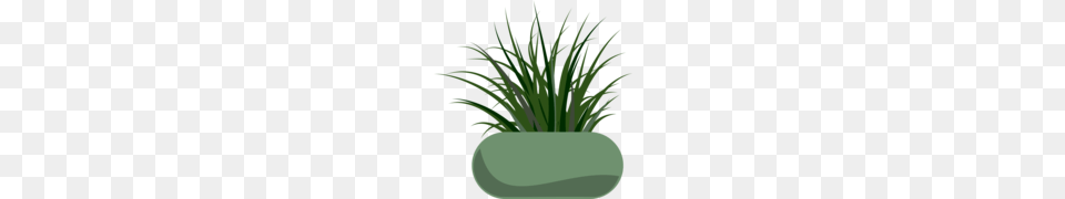Grass Skirt Clipart And Vector Graphics, Jar, Plant, Planter, Potted Plant Free Png