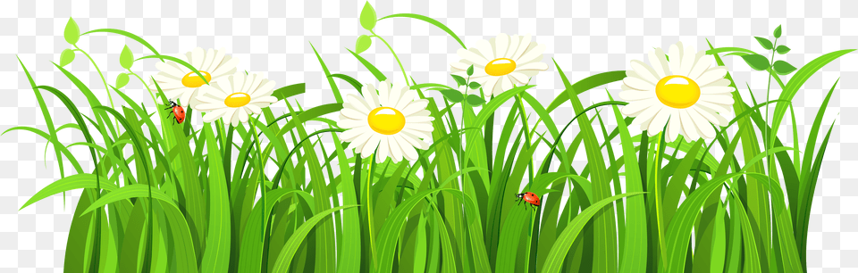 Grass Vector Transparent Green Grass Vector, Daisy, Flower, Plant, Animal Free Png Download