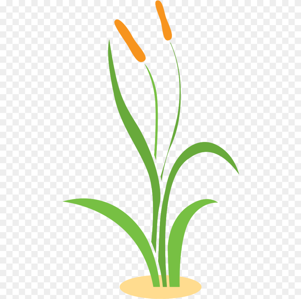 Free Grass With Transparent Background Vertical, Flower, Flower Arrangement, Ikebana, Plant Png Image