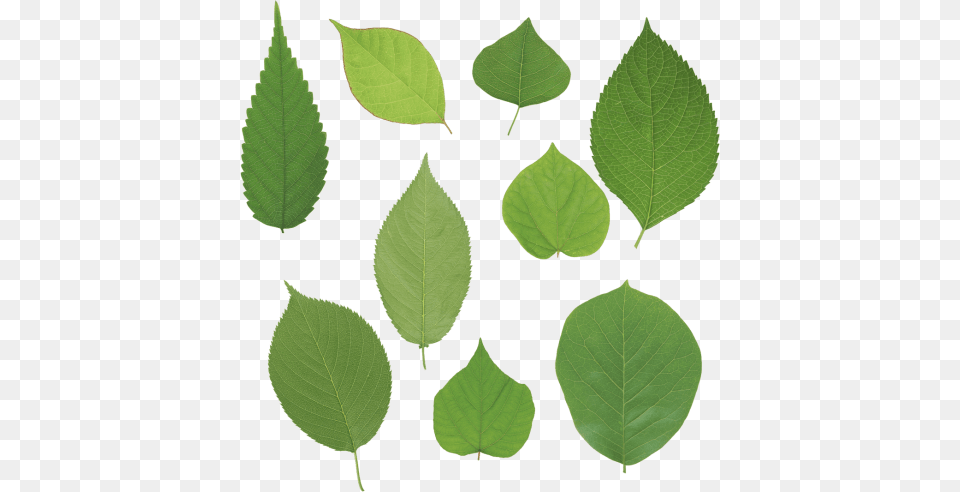 Green Leaves Images Transparent Listya Sireni, Leaf, Plant Free Png