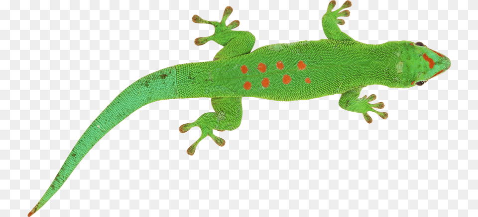 Free Green Lizard Images Transparent Green Lizard Transparent Background, Animal, Gecko, Reptile, Green Lizard Png