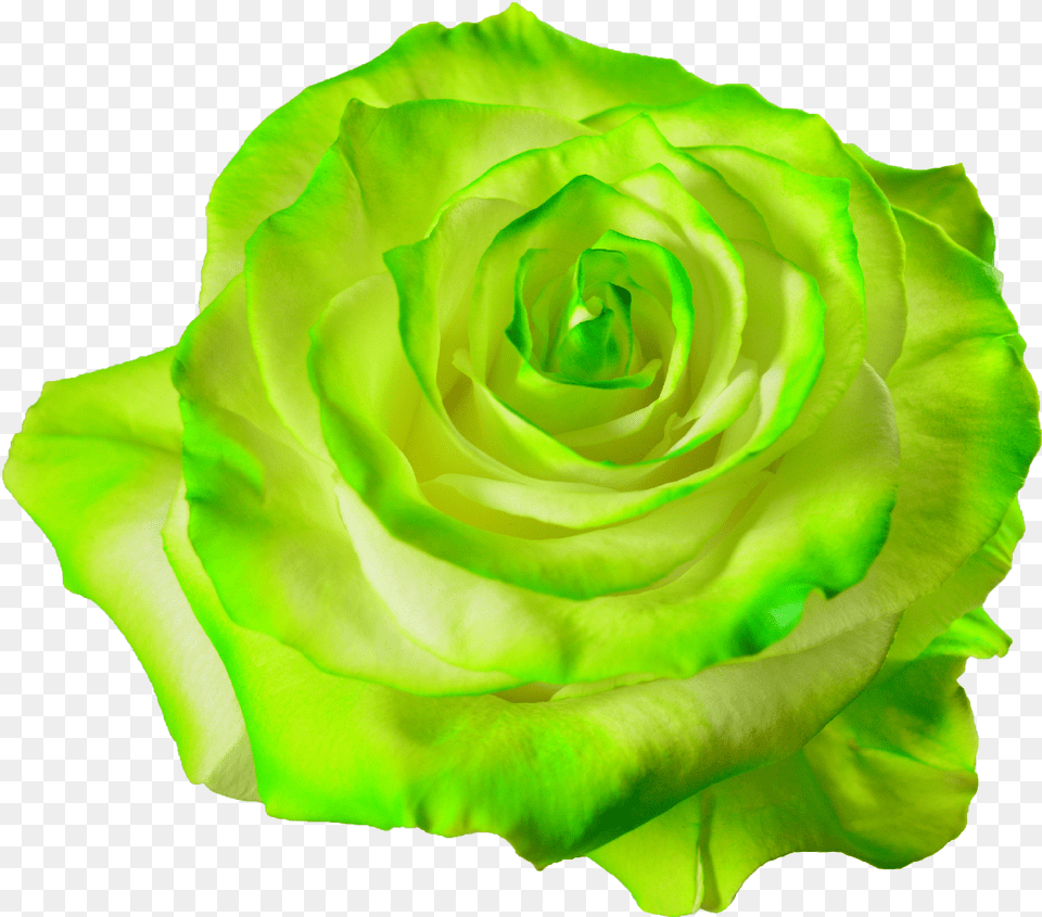 Free Green Roses Transparent Green Flower, Rose, Plant, Petal, Ornament Png Image