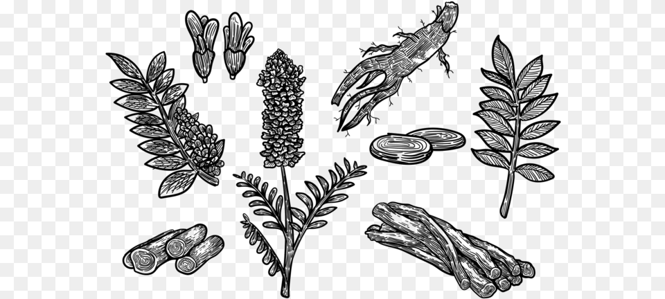 Hand Drawn Licorice Vector Liquorice Drawing, Art, Plant, Tree Free Png Download