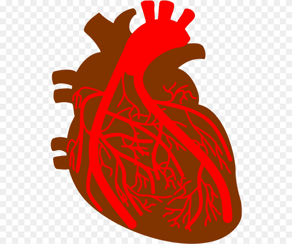 Free Heart Clipart Background Images Files Heart And Blood Vessel Clipart Transparent, Dynamite, Weapon Png