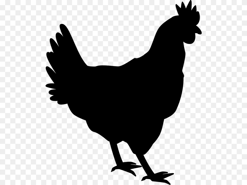 Hen Hen, Gray Free Transparent Png